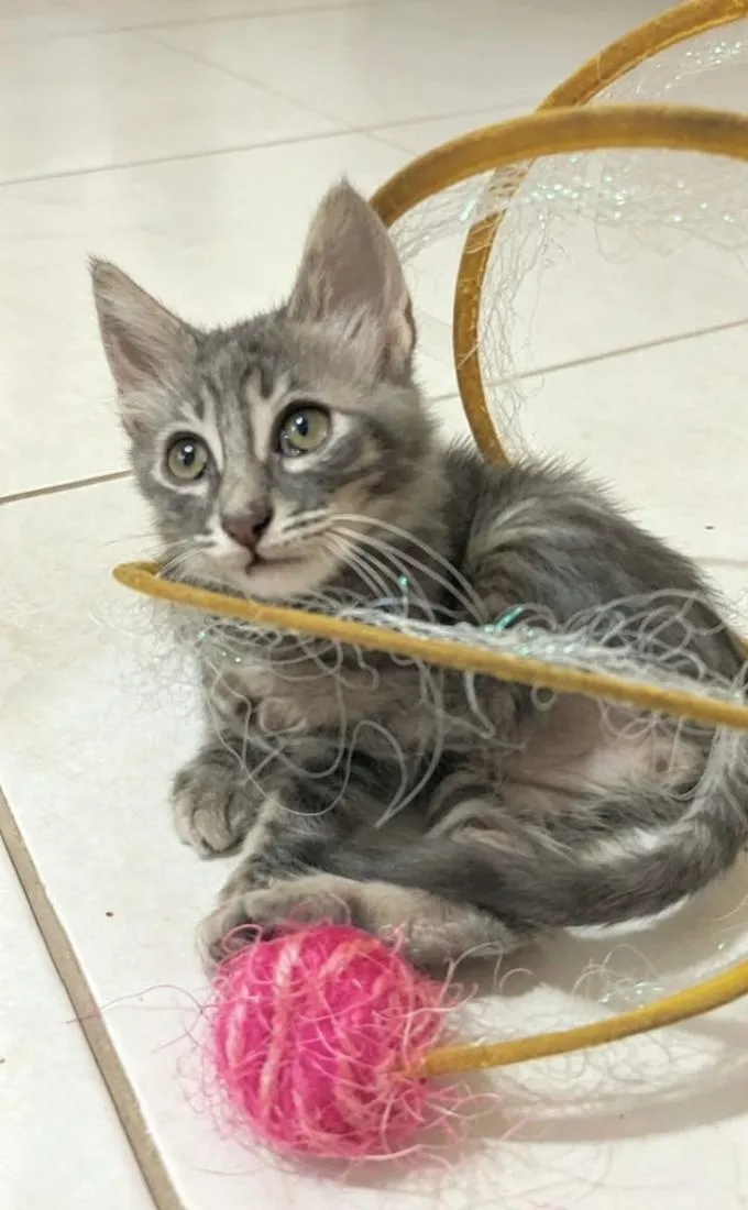 Gato raça SRD-ViraLata idade 2 a 6 meses nome PIETRA