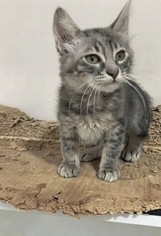Gato raça SRD-ViraLata idade 2 a 6 meses nome PIETRA