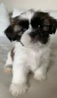 Huguinho