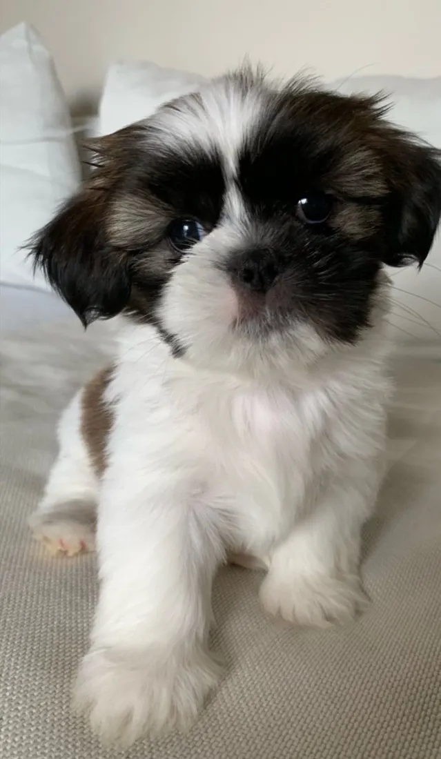 Cachorro raça Shitzu idade 2 a 6 meses nome Huguinho