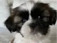 Huguinho