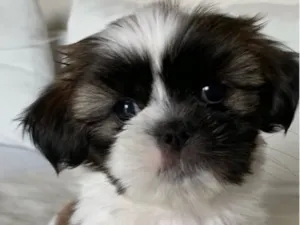 Cachorro raça Shitzu idade 2 a 6 meses nome Huguinho