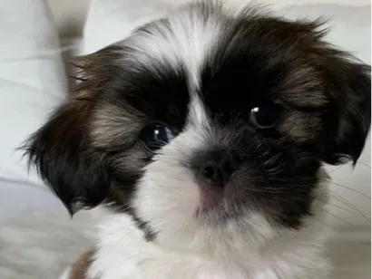 Cachorro raça Shitzu idade 2 a 6 meses nome Huguinho