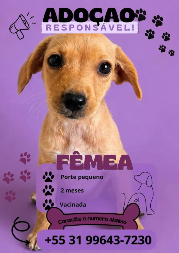 Cachorro raça SRD-ViraLata idade 2 a 6 meses nome não tem ainda 