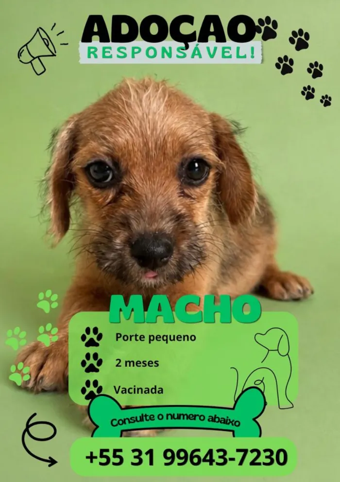 Cachorro raça SRD-ViraLata idade 2 a 6 meses nome não tem ainda 
