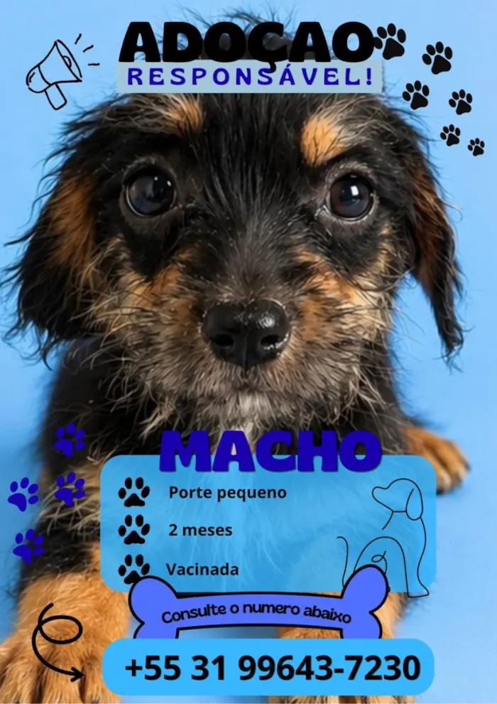 Cachorro raça SRD-ViraLata idade 2 a 6 meses nome não tem ainda 