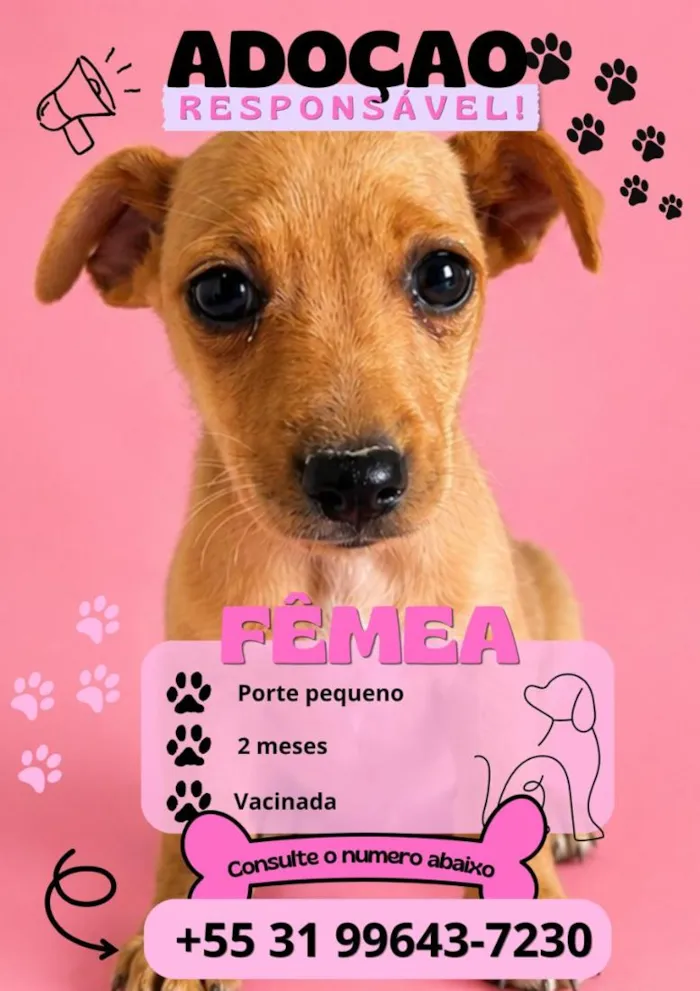 Cachorro raça SRD-ViraLata idade 2 a 6 meses nome não tem ainda 