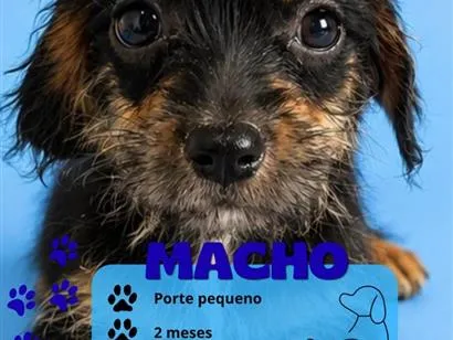 Cachorro raça SRD-ViraLata idade 2 a 6 meses nome não tem ainda 