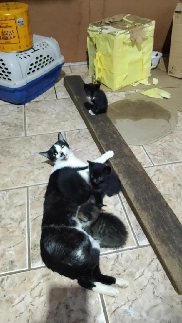 Gato raça SRD-ViraLata idade 6 ou mais anos nome Luccia e família 