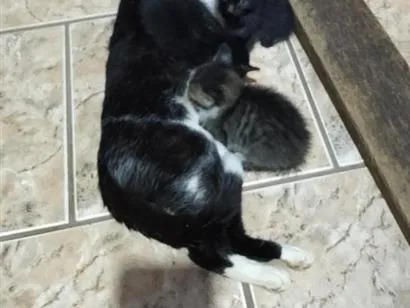 Gato raça SRD-ViraLata idade 6 ou mais anos nome Luccia e família 