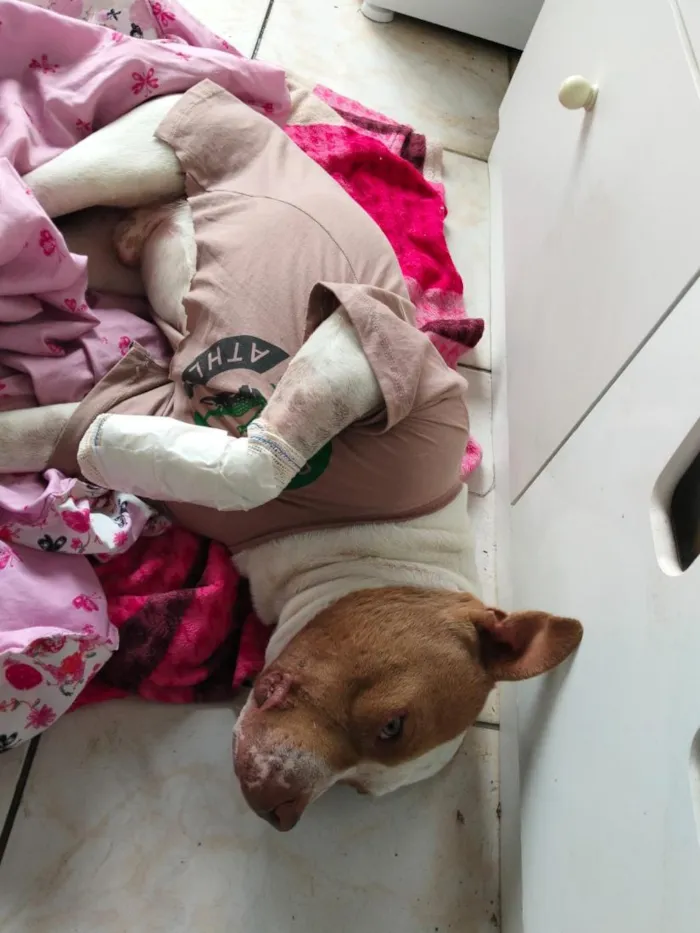Cachorro raça Pit-Bull idade 1 ano nome grandão 