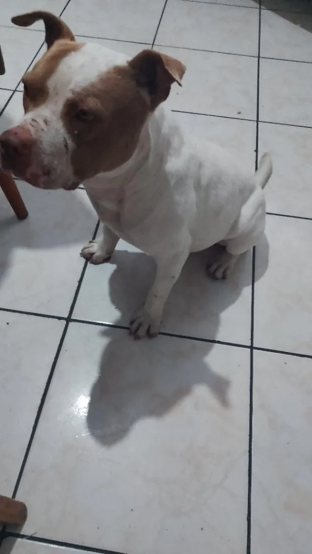 Cachorro raça Pit-Bull idade 1 ano nome grandão 