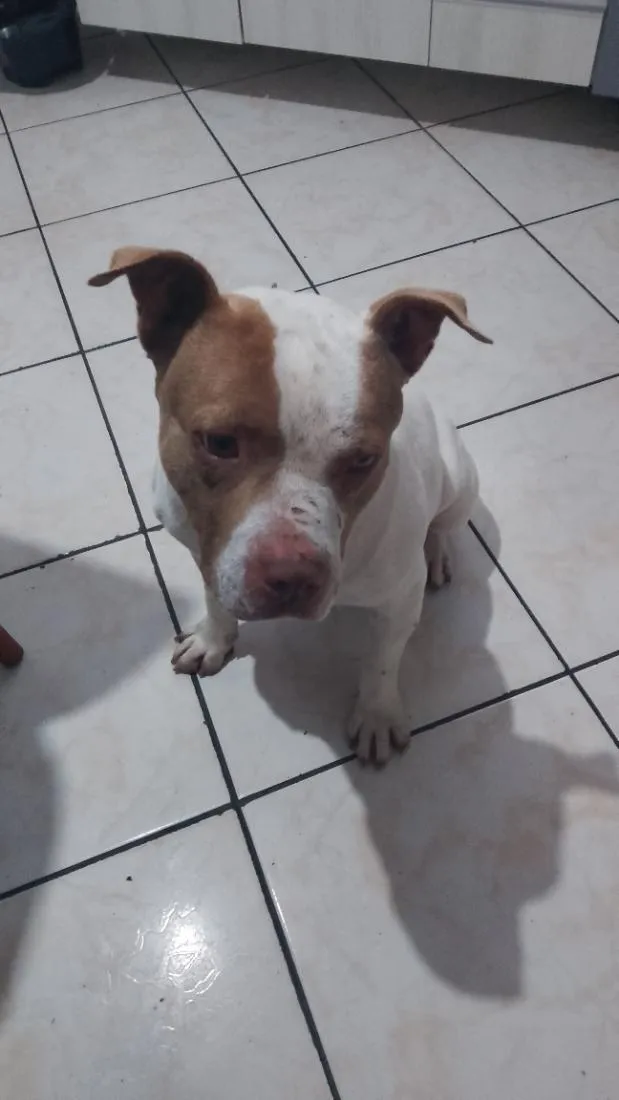 Cachorro raça Pit-Bull idade 1 ano nome grandão 