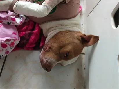 Cachorro raça Pit-Bull idade 1 ano nome grandão 
