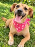 Dalila