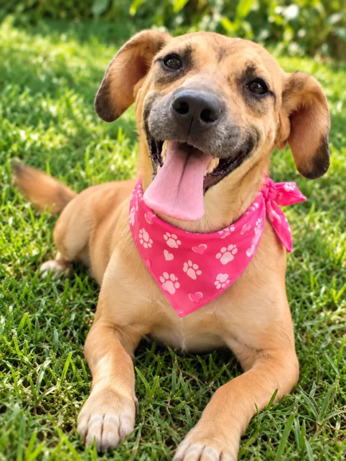 Cachorro raça SRD-ViraLata idade 2 anos nome Dalila