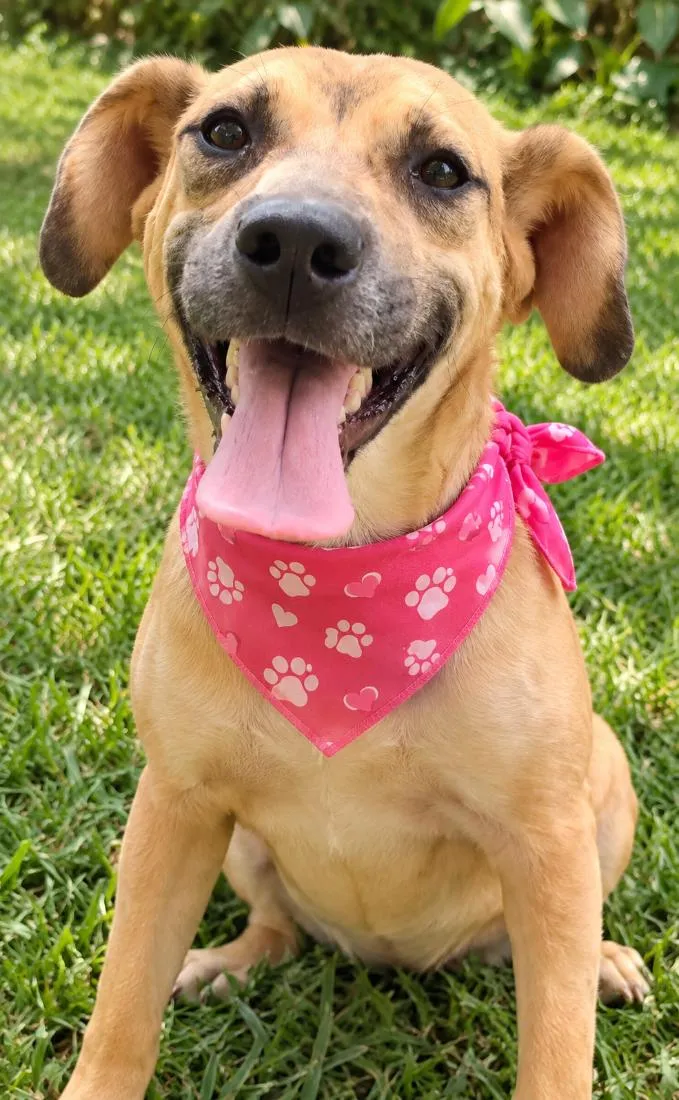 Cachorro raça SRD-ViraLata idade 2 anos nome Dalila