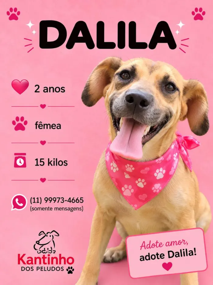Cachorro raça SRD-ViraLata idade 2 anos nome Dalila