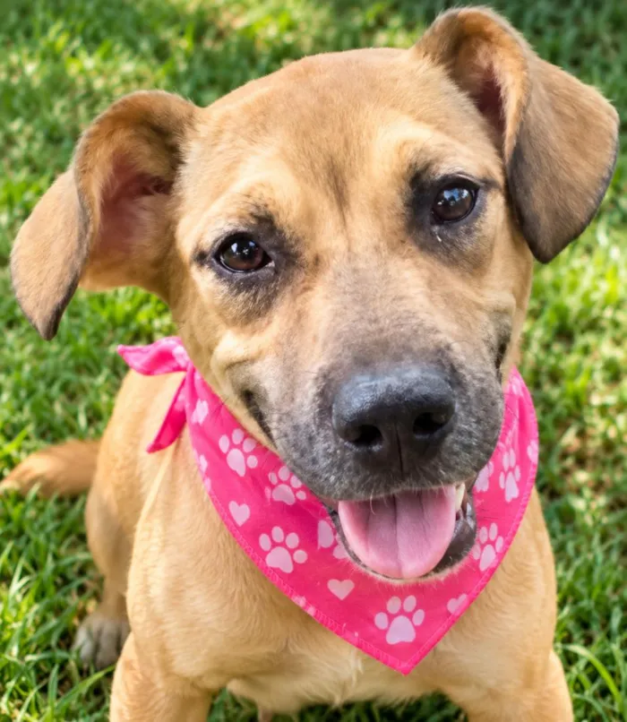 Cachorro raça SRD-ViraLata idade 2 anos nome Dalila