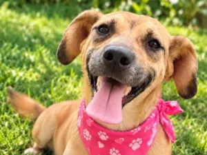 Cachorro raça SRD-ViraLata idade 2 anos nome Dalila