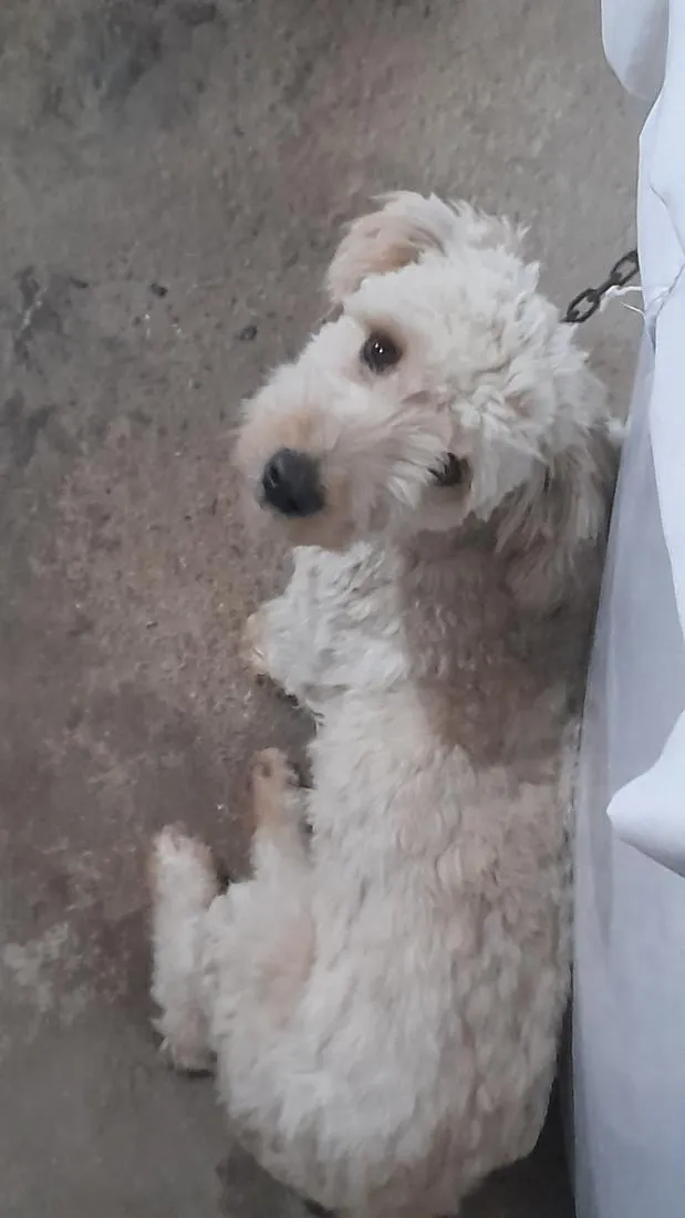 Cachorro raça SRD-ViraLata idade 1 ano nome gael rabito