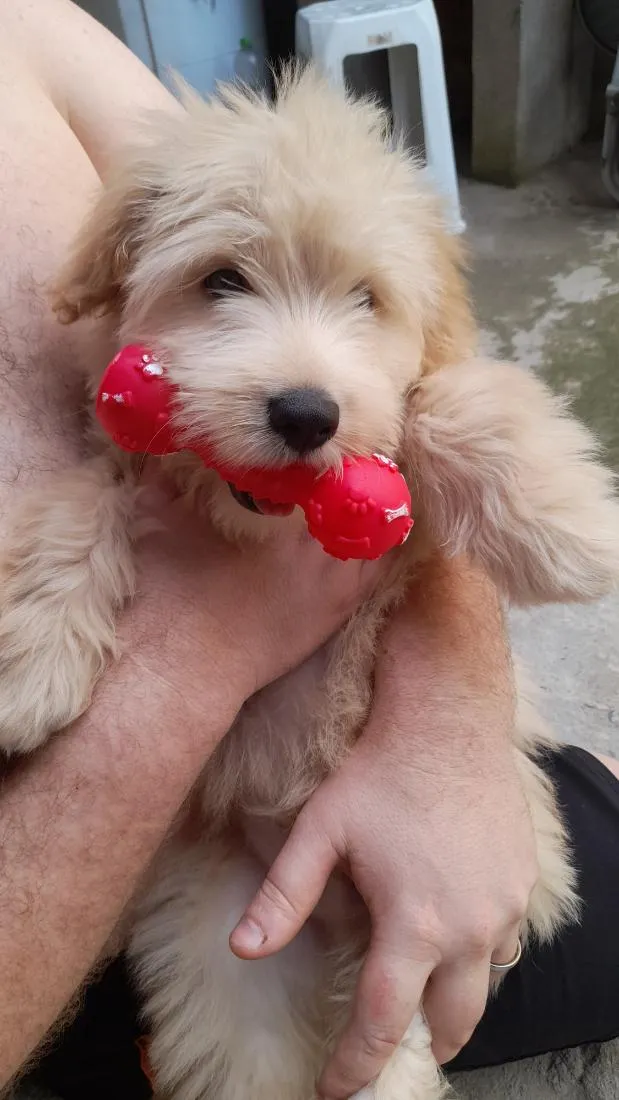 Cachorro raça SRD-ViraLata idade 1 ano nome gael rabito