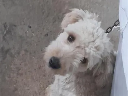 Cachorro raça SRD-ViraLata idade 1 ano nome gael rabito