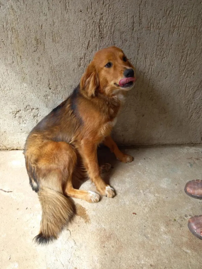 Cachorro raça SRD-ViraLata idade 1 ano nome Luna