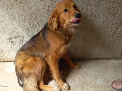 Cachorro raça SRD-ViraLata idade 1 ano nome Luna