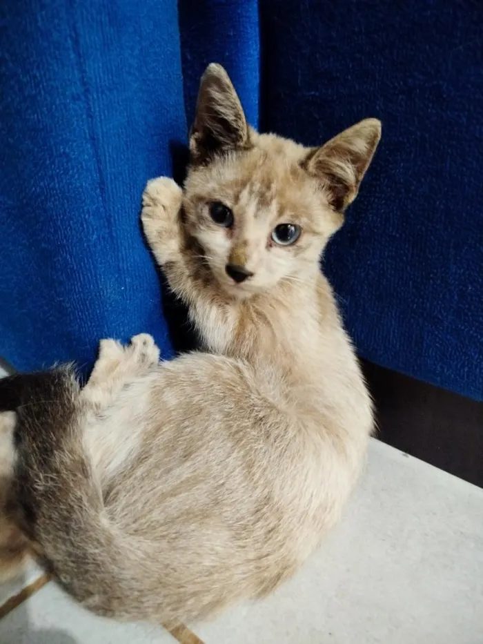 Gato raça SRD-ViraLata idade 2 a 6 meses nome sem nome 