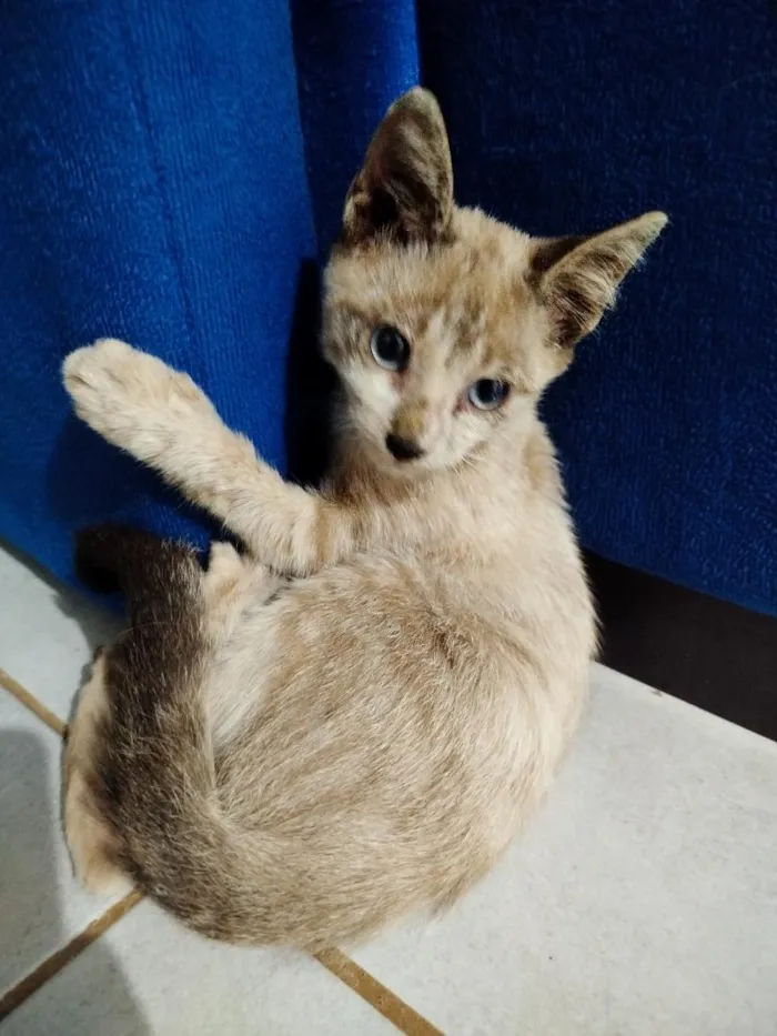 Gato raça SRD-ViraLata idade 2 a 6 meses nome sem nome 