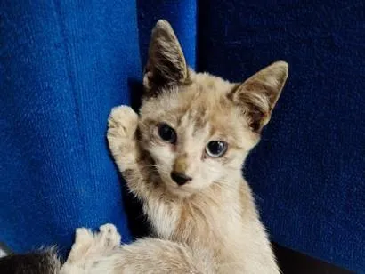 Gato raça SRD-ViraLata idade 2 a 6 meses nome sem nome 