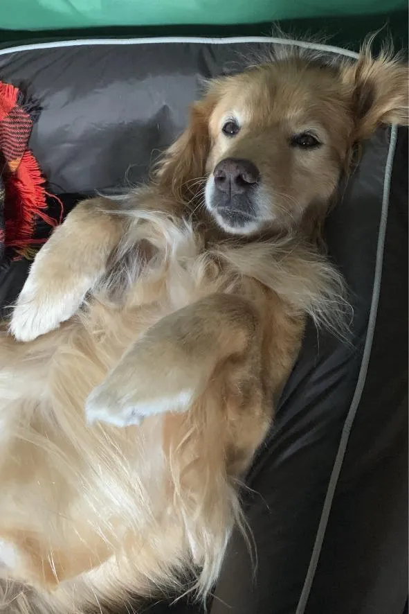 Cachorro raça SRD-ViraLata idade 6 ou mais anos nome Angel