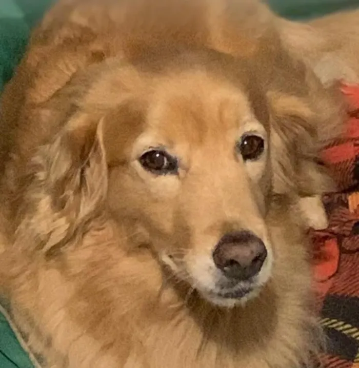 Cachorro raça SRD-ViraLata idade 6 ou mais anos nome Angel