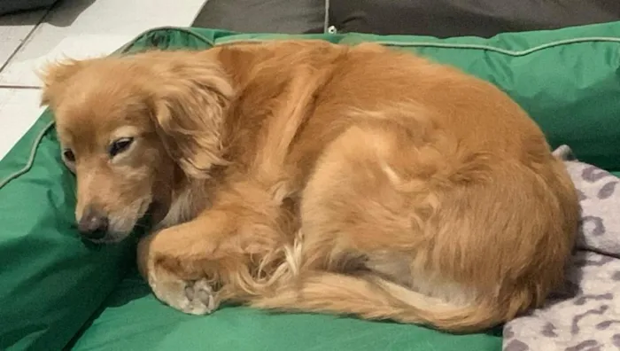 Cachorro raça SRD-ViraLata idade 6 ou mais anos nome Angel
