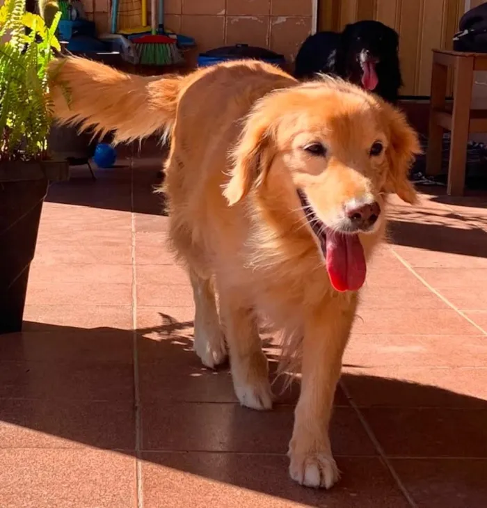 Cachorro raça SRD-ViraLata idade 6 ou mais anos nome Angel