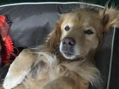 Cachorro raça SRD-ViraLata idade 6 ou mais anos nome Angel