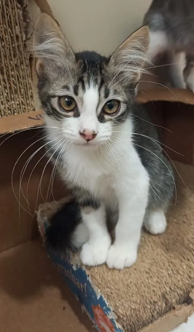 Gato raça SRD-ViraLata idade 2 a 6 meses nome PETER