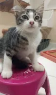 PETER
