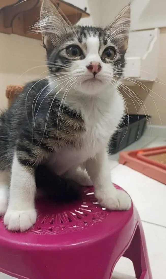Gato raça SRD-ViraLata idade 2 a 6 meses nome PETER