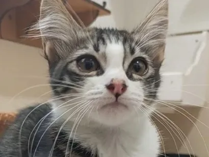 Gato raça SRD-ViraLata idade 2 a 6 meses nome PETER