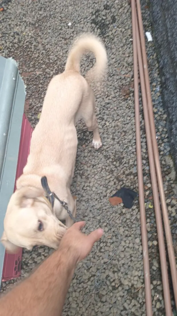 Cachorro raça SRD-ViraLata idade 1 ano nome Bibi