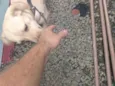 Bibi