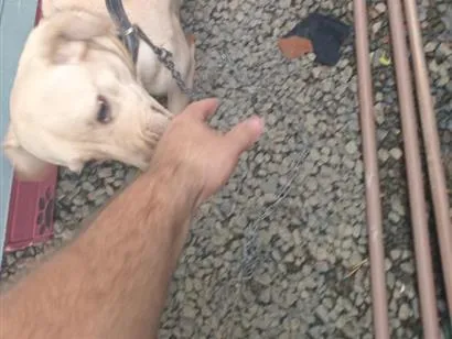 Cachorro raça SRD-ViraLata idade 1 ano nome Bibi
