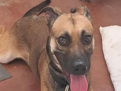 Cachorro raça SRD-ViraLata idade 2 anos nome niklaus