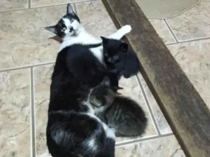 Gato raça SRD-ViraLata idade 6 ou mais anos nome Luccia e família 