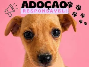 Cachorro raça SRD-ViraLata idade 2 a 6 meses nome não tem ainda 