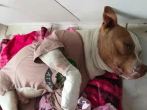 Cachorro raça Pit-Bull idade 1 ano nome grandão 