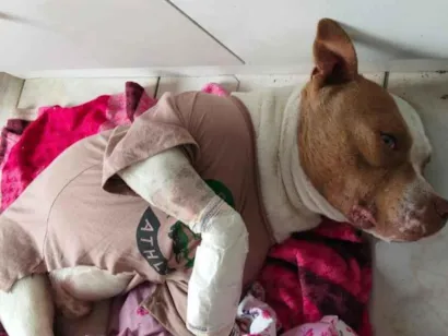 Cachorro raça Pit-Bull idade 1 ano nome grandão 