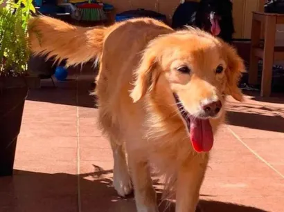 Cachorro raça SRD-ViraLata idade 6 ou mais anos nome Angel